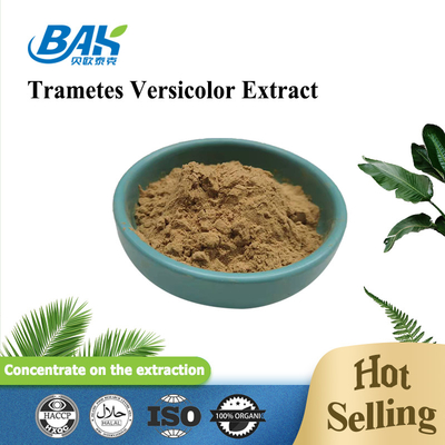 10% - 50% Extracto de Trametes Versicolor en polvo Suplemento de extracto de hongo