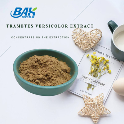 10% - 50% Extracto de Trametes Versicolor en polvo Suplemento de extracto de hongo