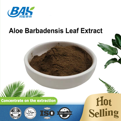 100/1 200/1 polvo fino del Cas 85507-69-3 Brown del extracto de la hoja de Barbadensis del áloe