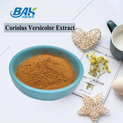 10%-50% polvo amarillo de Brown de la seta de Coriolous del suplemento versicolor del extracto