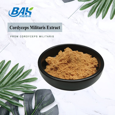 80 a 120 malla Cordyceps Militaris extracto de polvo de la fábrica de suministro
