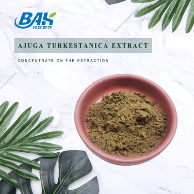 Extracto 2%-20% de Turkestanica del Ajuga