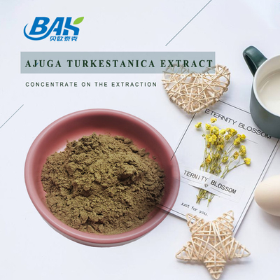 Extracto 2%-20% de Turkestanica del Ajuga