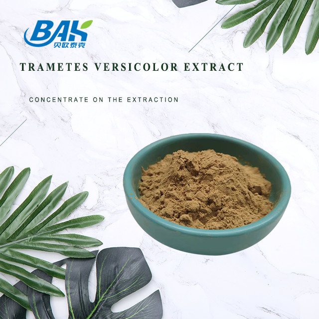 10% - 50% Extracto de Trametes Versicolor en polvo Suplemento de extracto de hongo
