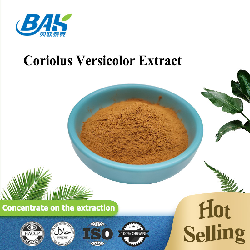 10%-50% polvo amarillo de Brown de la seta de Coriolous del suplemento versicolor del extracto
